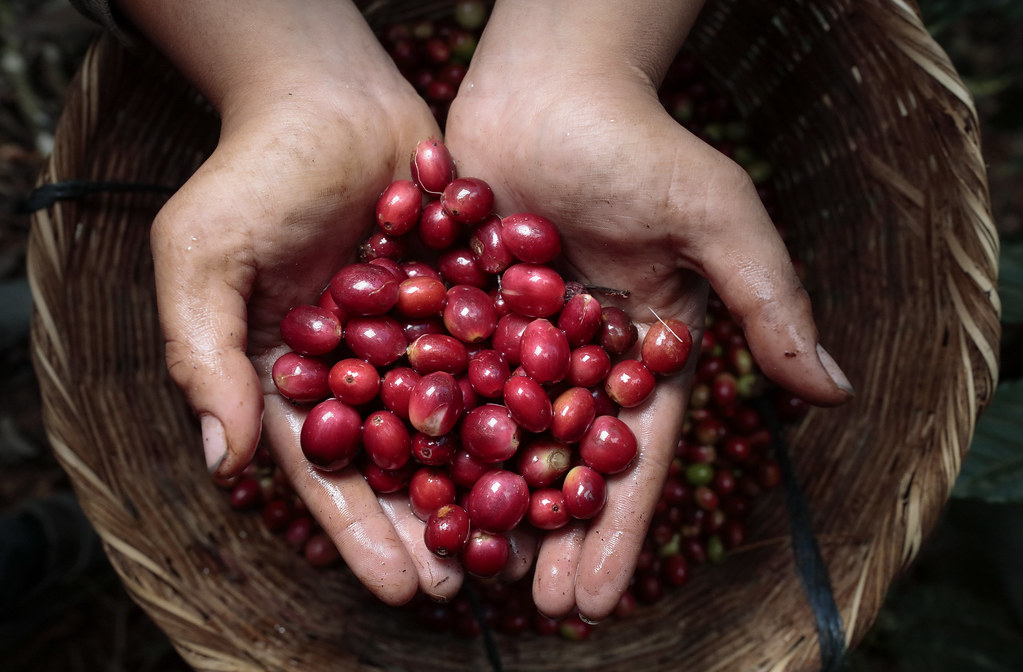 Manos sosteniendo cerezas de café rojas sobre una canasta